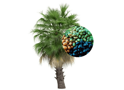 Prostamin Forte palmiye meyveleri içerir